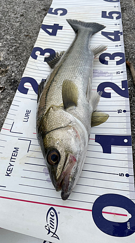 スズキの釣果