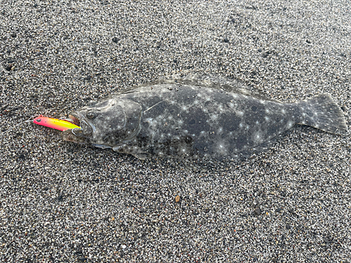 ソゲの釣果