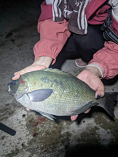 メジナの釣果