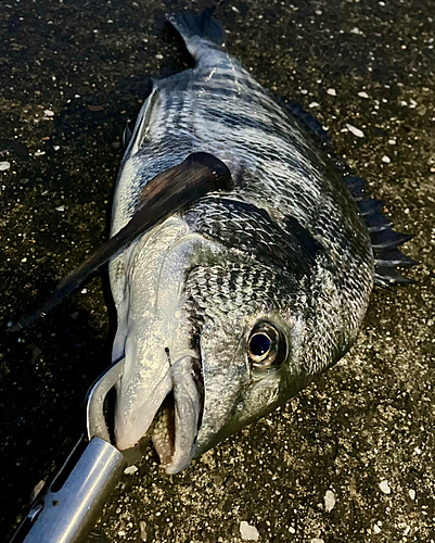 クロダイの釣果