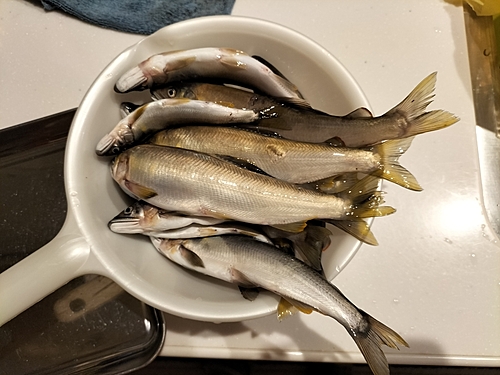 アユの釣果