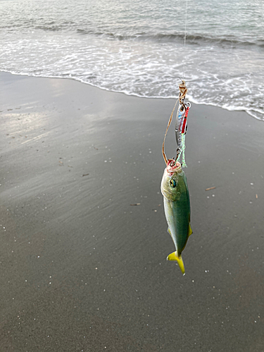 ワカシの釣果