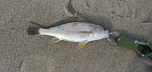 イシモチの釣果