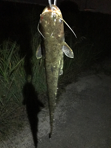 マナマズの釣果