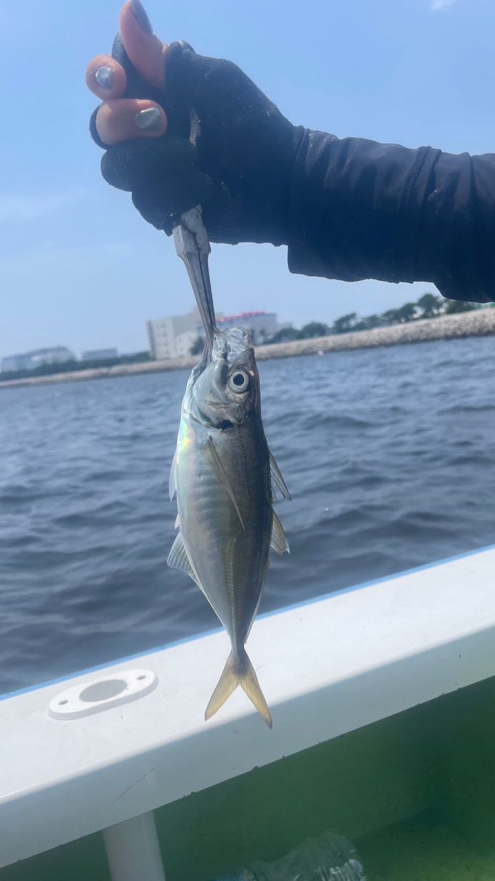 けいやんさんの釣果 2枚目の画像