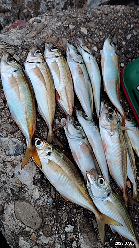 アジの釣果