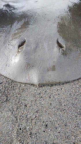 ツバクロエイの釣果