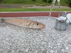 キスの釣果