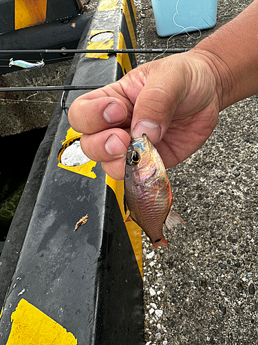 ネンブツダイの釣果