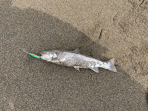 アメマスの釣果