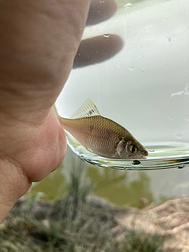 タイリクバラタナゴの釣果