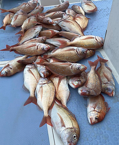 ハナダイの釣果