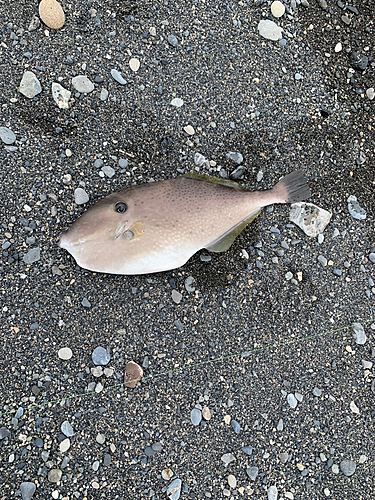 ウスバハギの釣果