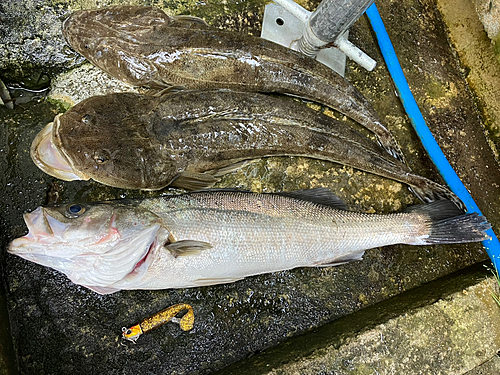 シーバスの釣果