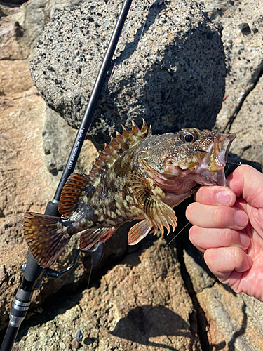 ムラソイの釣果