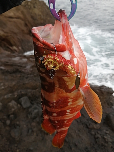 アカハタの釣果