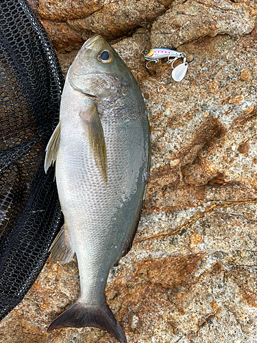 イサキの釣果