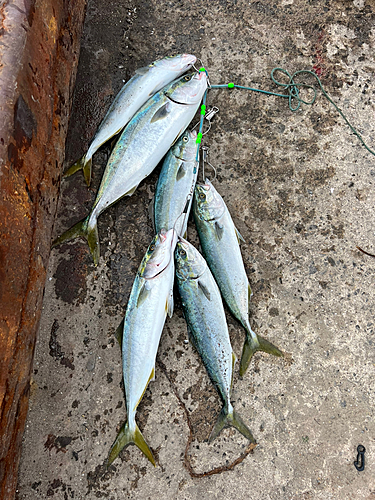 イナダの釣果