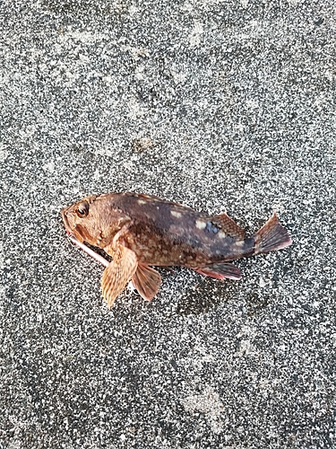 カサゴの釣果