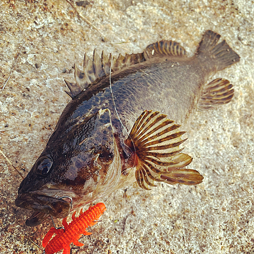 タケノコメバルの釣果