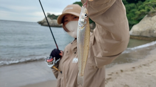 シロギスの釣果