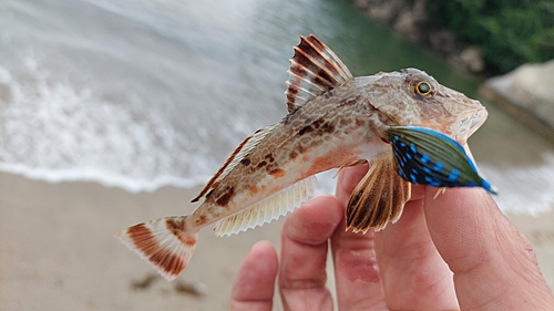 ホウボウの釣果