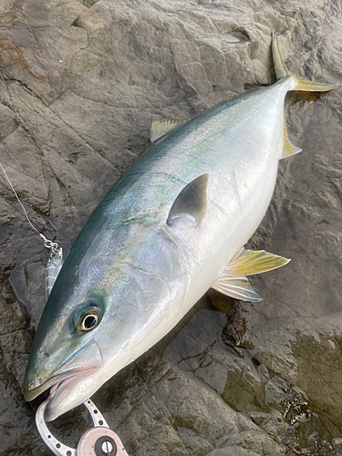 ワラサの釣果