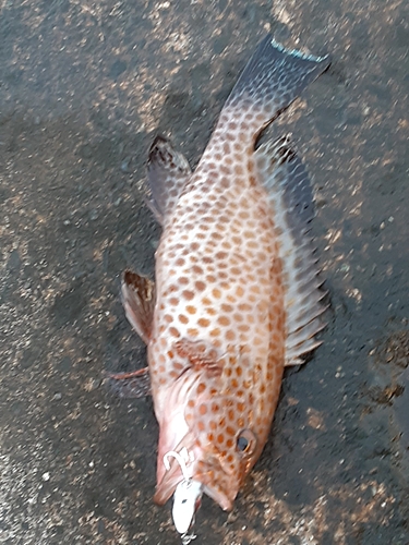 オオモンハタの釣果