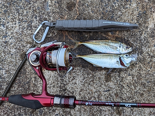 マブナの釣果