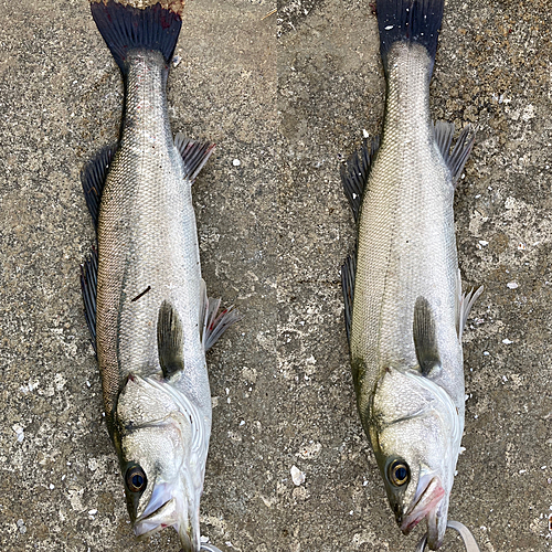 シーバスの釣果