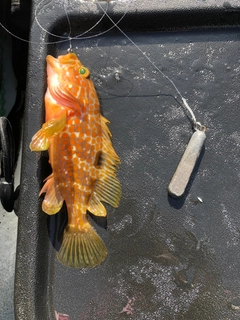 アコウの釣果