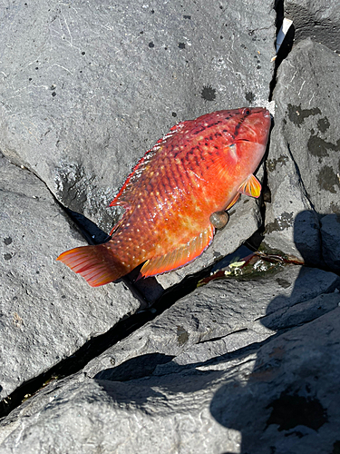 アカササノハベラの釣果