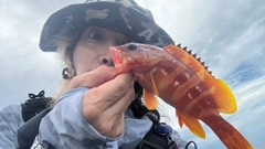 アカハタの釣果