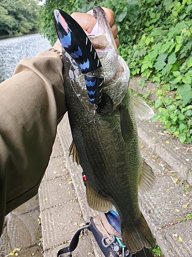 ブラックバスの釣果