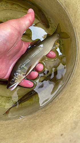 アユの釣果