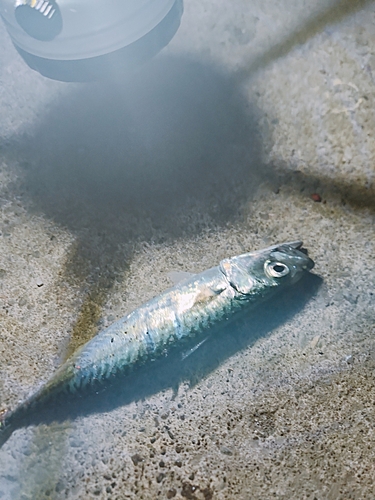 サバの釣果