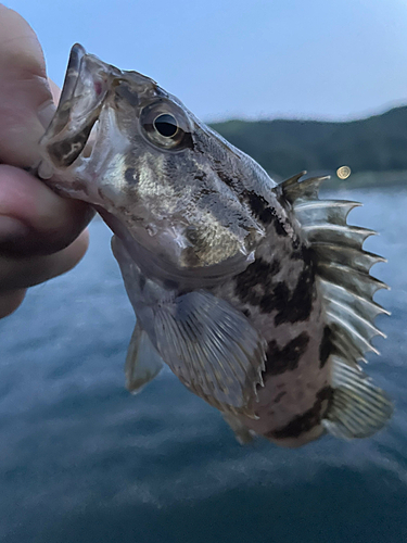 タケノコメバルの釣果