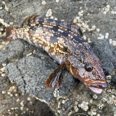 アイナメの釣果