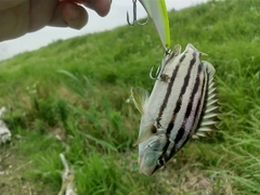 シマイサキの釣果