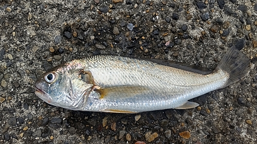 イシモチの釣果