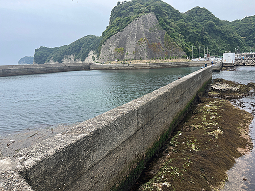 ベラの釣果