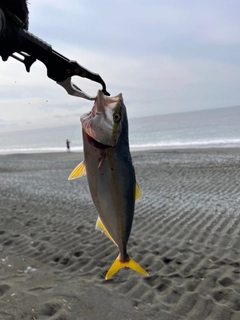 ワカシの釣果