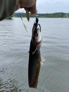 ナマズの釣果