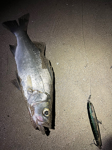 セイゴ（ヒラスズキ）の釣果