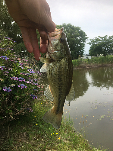 ラージマウスバスの釣果