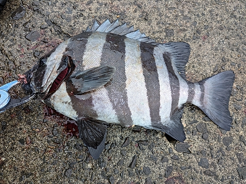 イシダイの釣果