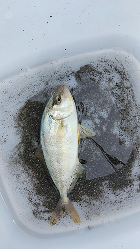 ショゴの釣果