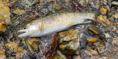 ヤマメの釣果