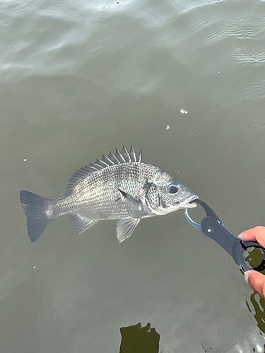 キチヌの釣果