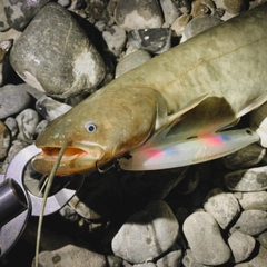 ナマズの釣果